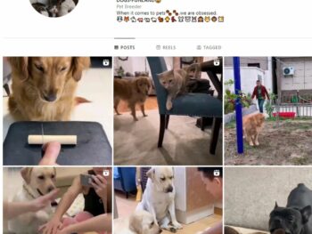 Buy Viral Dogs Instagram Account with 2K Followers