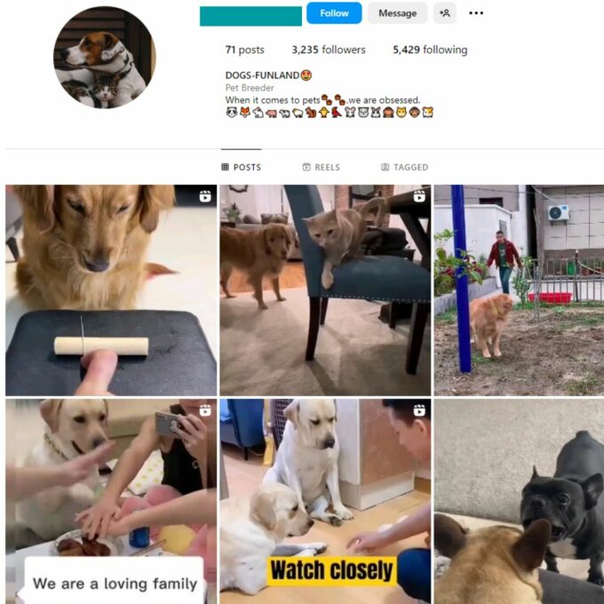 Buy Viral Dogs Instagram Account with 2K Followers