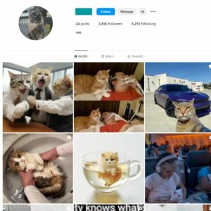 Buy and sell Cats Pets Instagram Account with 3K Followers