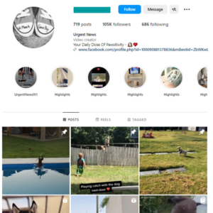100K Pets Dogs Instagram Account for sale