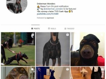 100k Doberman Dog Instagram Account for sale