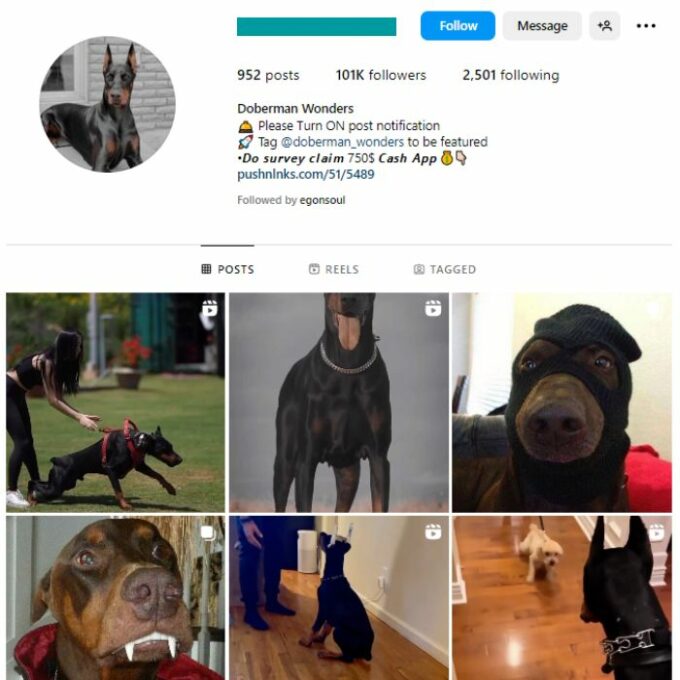 100k Doberman Dog Instagram Account for sale