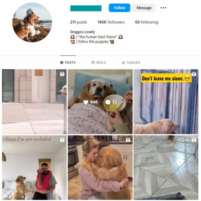 180K Pets Dogs Instagram Account for sale