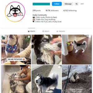 18K Husky Dog Instagram Account for sale