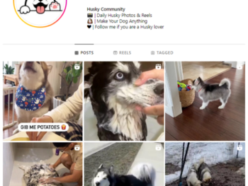 18K Husky Dog Instagram Account for sale