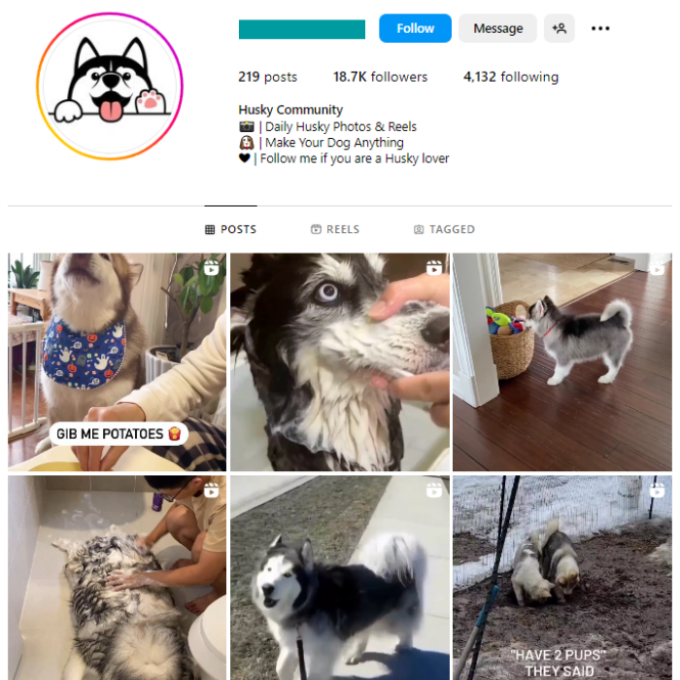 18K Husky Dog Instagram Account for sale