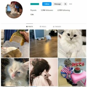 1K Cats Pets Instagram Account for sale