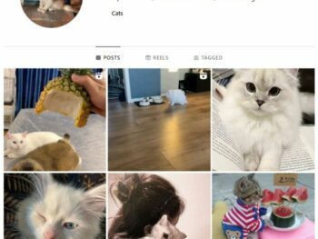 1K Cats Pets Instagram Account for sale