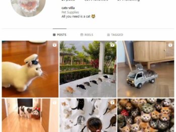 1K Cute Cats Instagram Account for sale