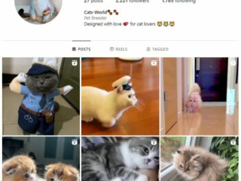 2K Cute Cats Instagram Account for sale