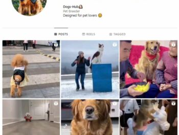2K Pets Dogs Instagram Account for sale