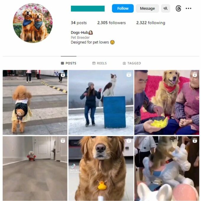2K Pets Dogs Instagram Account for sale