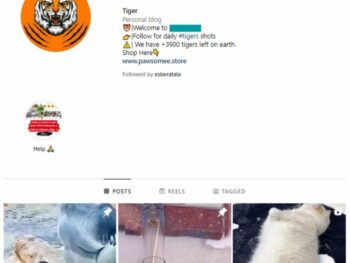 420k Animals Wildlife Instagram Account for sale