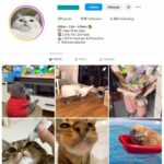 120K Cute Cats Instagram Account for sale