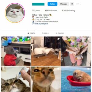 120K Cute Cats Instagram Account for sale
