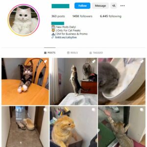 140K Pets Cats Instagram Account for sale