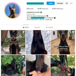 18K Doberman Dog Instagram Account for sale