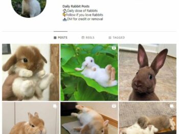 1K Pets Rabbits Instagram Account for sale