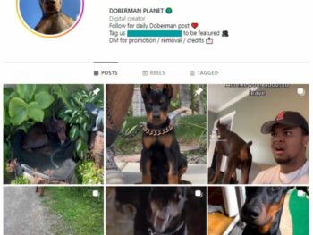 20K Doberman Dog Instagram Account for sale