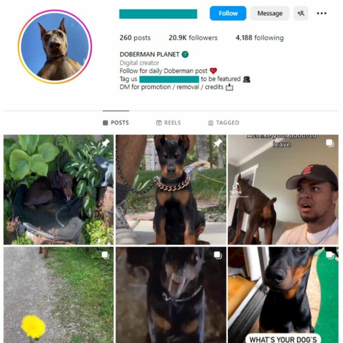 20K Doberman Dog Instagram Account for sale