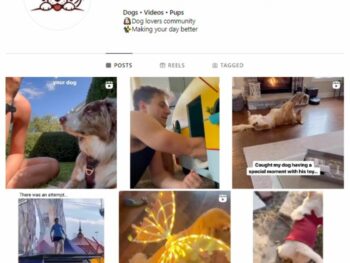 28K Pets Dogs Instagram Account for sale