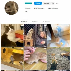 2K Cats Kittens Instagram Account for sale