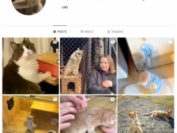 2K Cats Kittens Instagram Account for sale