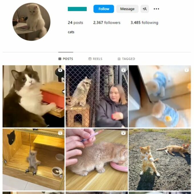 2K Cats Kittens Instagram Account for sale