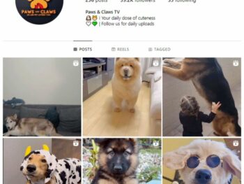 35K Cute Dogs Instagram Account for sale