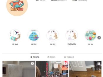36K Kittens Cats Instagram Account for sale
