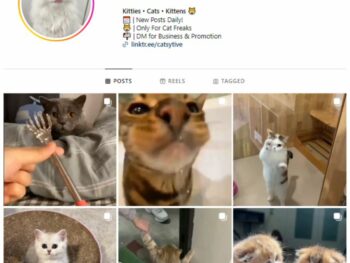 45K Cats Kittens Instagram Account for sale