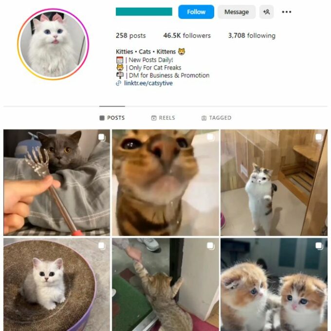 45K Cats Kittens Instagram Account for sale