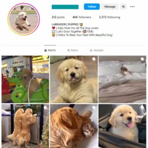45K Pets Dogs Instagram Account for sale