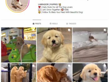 45K Pets Dogs Instagram Account for sale
