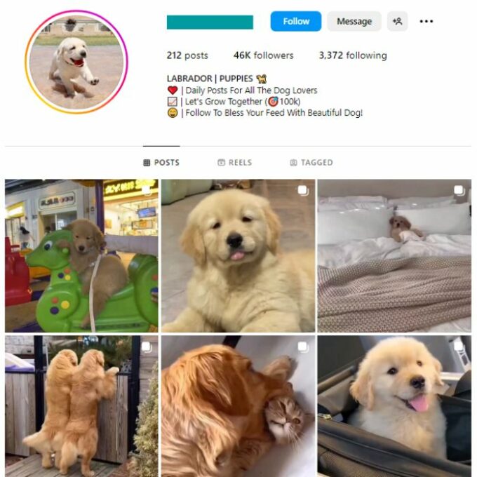 45K Pets Dogs Instagram Account for sale