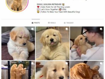 48K Pets Dogs Instagram Account for sale