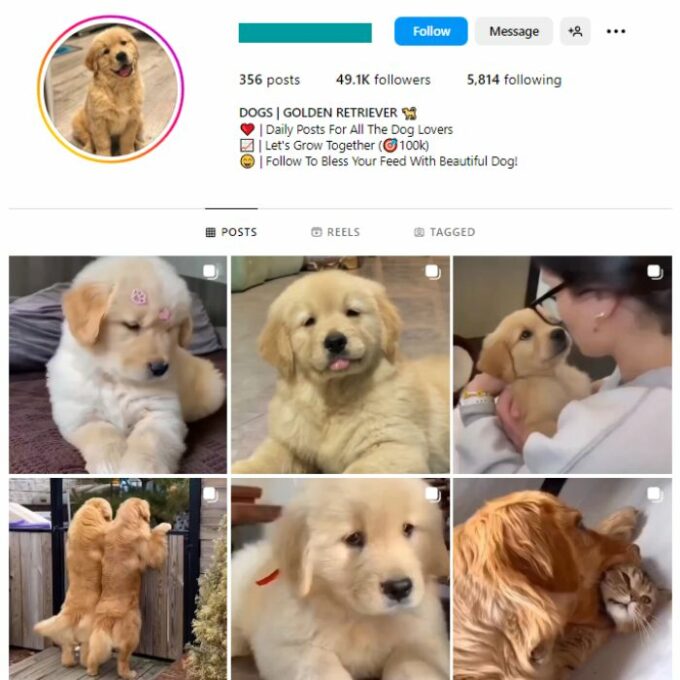 48K Pets Dogs Instagram Account for sale