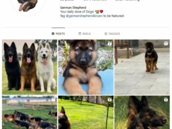 4k German Shepherd Dog Instagram Account for sale