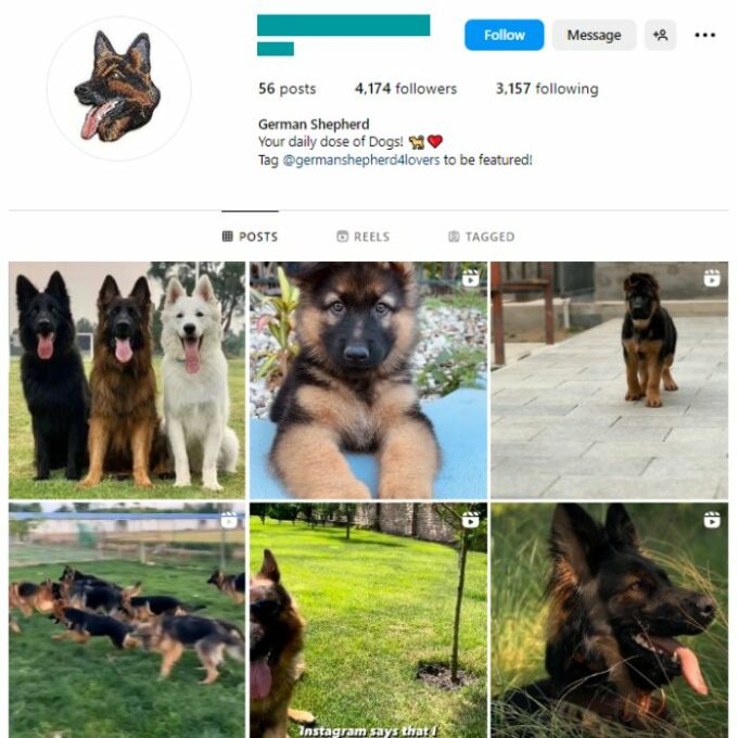 4k German Shepherd Dog Instagram Account for sale