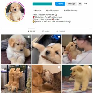 50K Golden Retriever Dogs Instagram Account for sale
