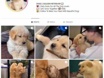 50K Golden Retriever Dogs Instagram Account for sale