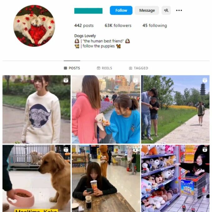 60K Pets Dogs Instagram Account for sale