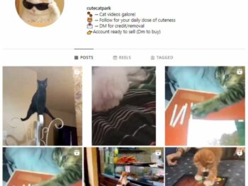 70K Kittens Cats Instagram Account for sale