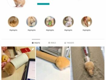 15K Hamster Pets Instagram Account for sale