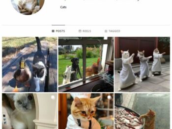 1K Cute Cats Instagram Account for sale