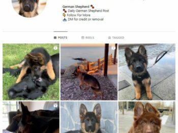 1K German Shepherd Dogs Instagram Account for sale