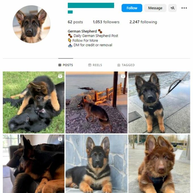 1K German Shepherd Dogs Instagram Account for sale