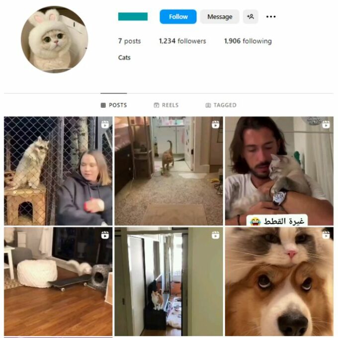 1K Pets Cats Instagram Account for sale