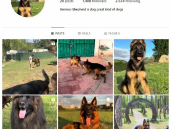 1K Pets Dogs Instagram Account for sale