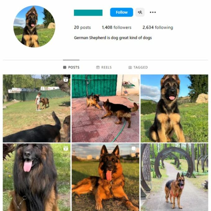1K Pets Dogs Instagram Account for sale